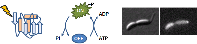 Cartoons of protein degradation, turning a protein on/off by phosphorylation, and protein localization